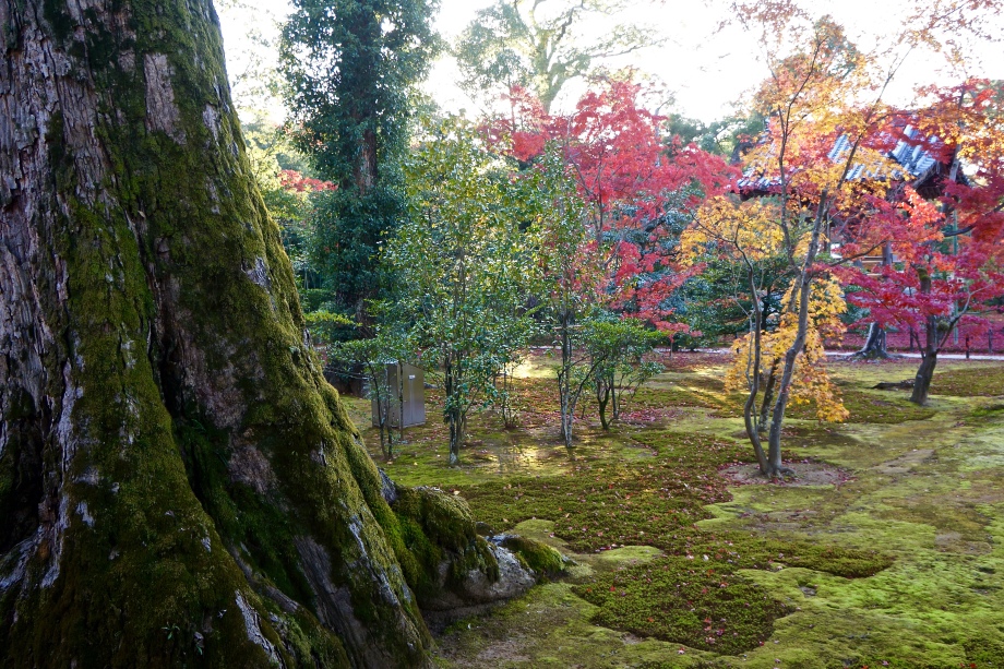 Garden in Kyoto